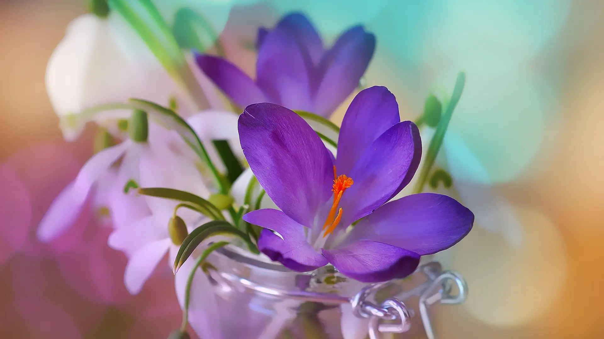 đurđevak cveće  cvet pixabay-6632248e87a47.webp