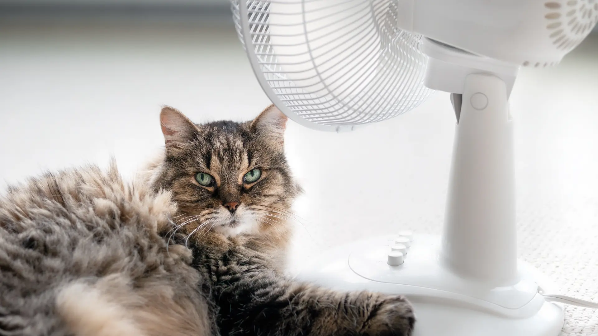 mačka toplotni udar vrućina ventilator shutterstock-667ae1027a002.webp
