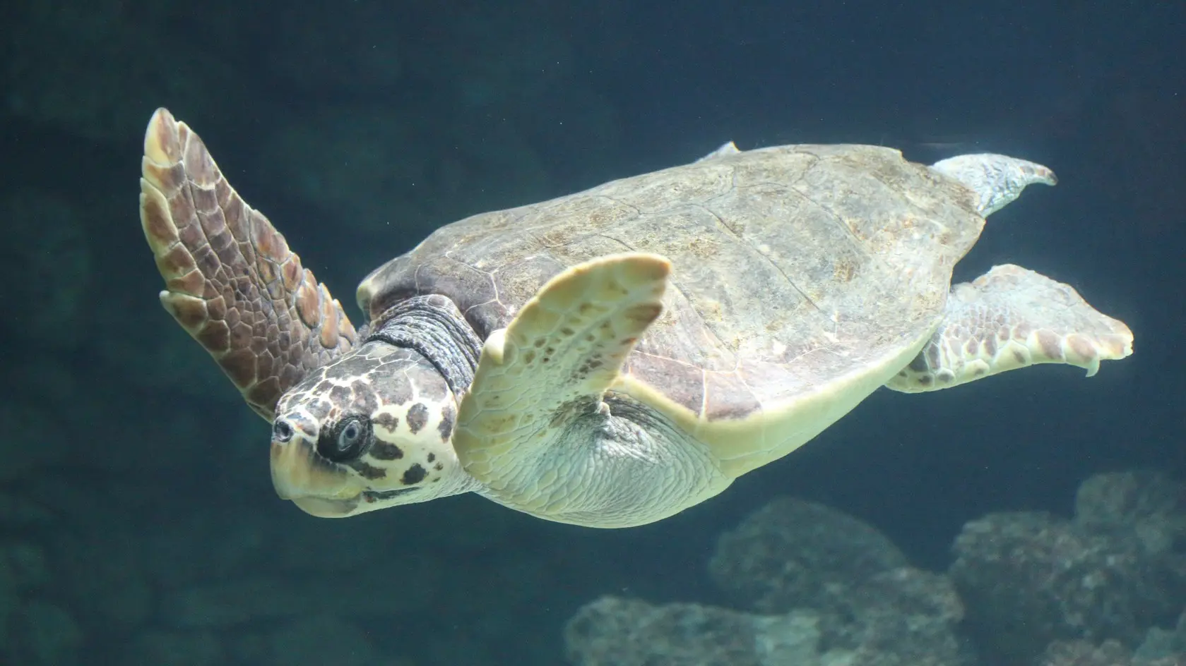 morska glavata kornjača, 3 dec 2023 - profimedia-667ec0399e7e7.webp