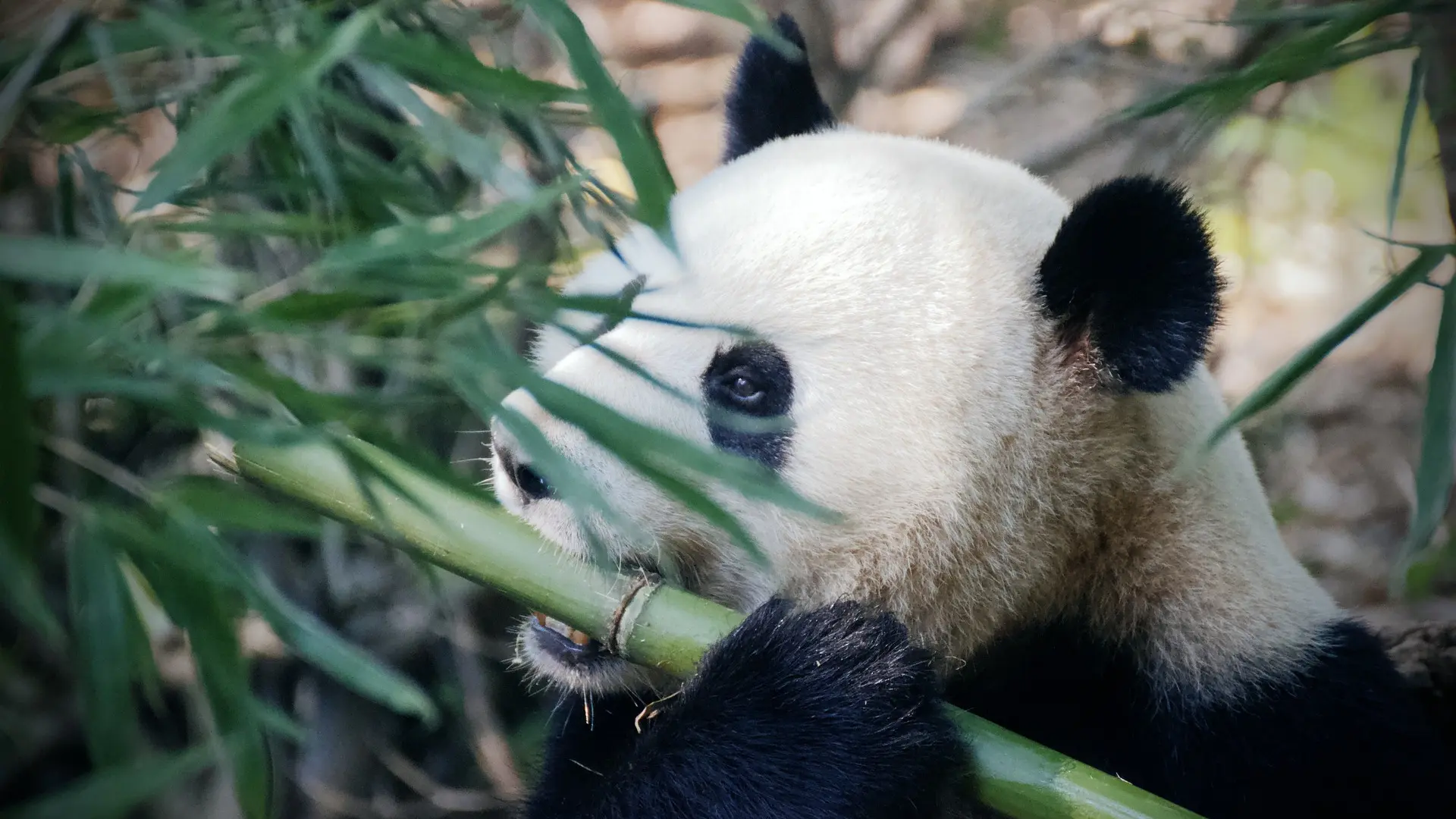 panda-4461766_1920 džinovska panda pixabay-666aa99700d1c.webp